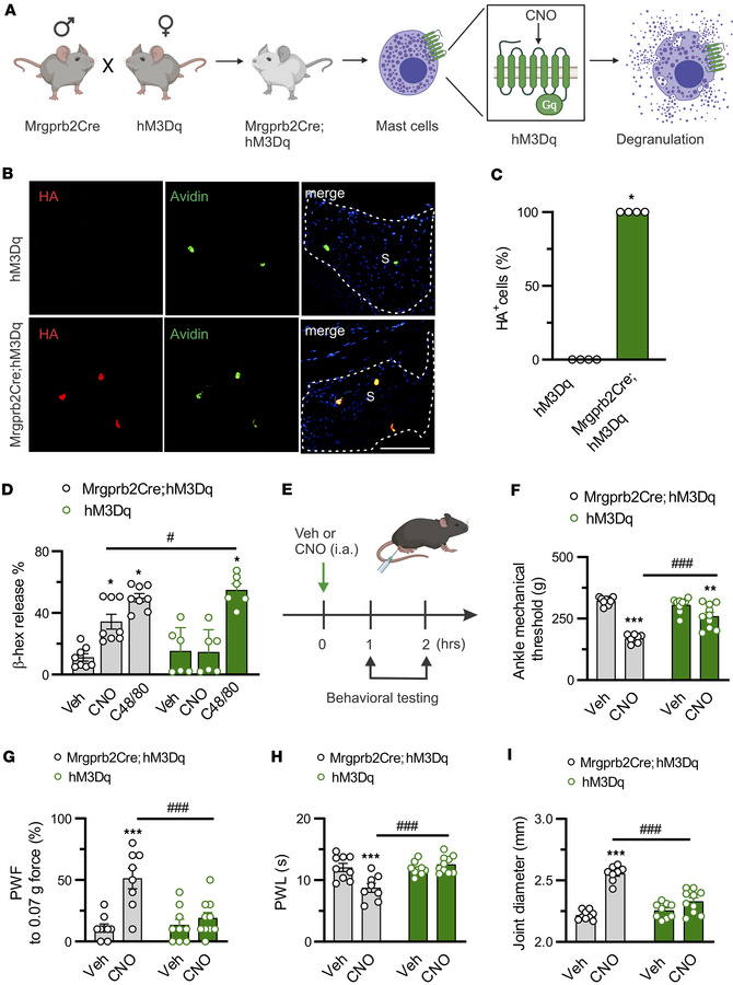 Chemogenetic activation of synovial Mrgprb2-expressing MCs drives joint ...