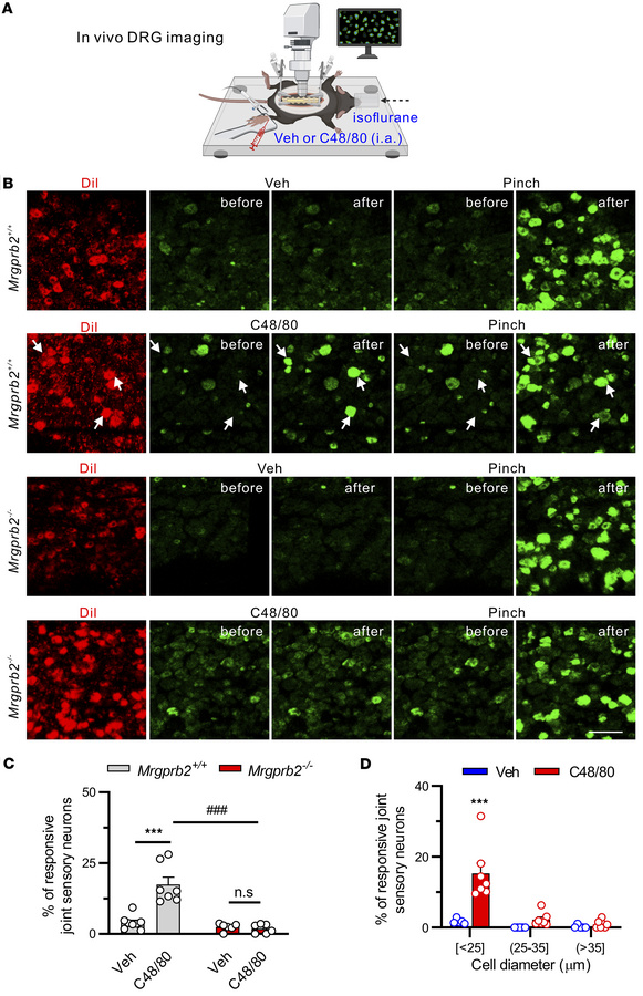 Activation of synovial Mrgprb2 by C48/80 activates peripheral terminals ...
