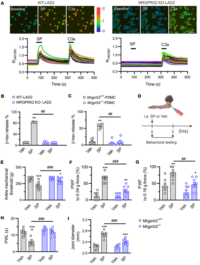 Activation of synovial Mrgprb2/MRGPRX2 by SP elicits pain hypersensitivi...