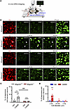 Activation of synovial Mrgprb2 by C48/80 activates peripheral terminals of