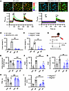 Activation of synovial Mrgprb2/MRGPRX2 by SP elicits pain hypersensitivity