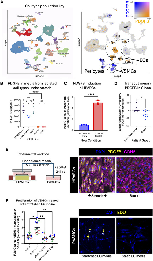 PDGFB expression in human lungs is EC specific, stretch induced, and sti...