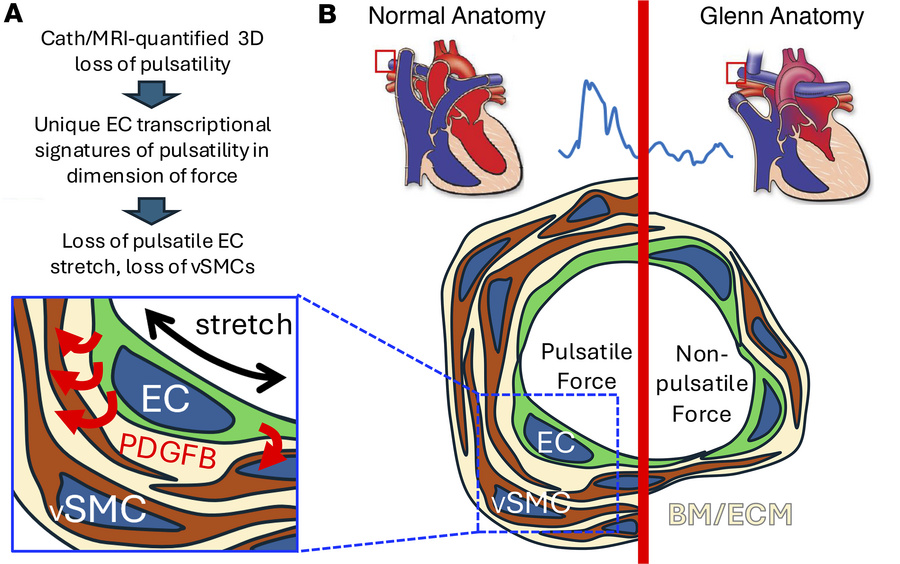 Model for stretch-induced EC secretion of PDGFB stimulating smooth muscl...