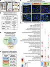 Pulsatility drives distinct signaling pathways within each dimension of for