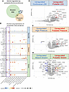 Transcriptional impact of pulsatility is greatest in the dimension of stret