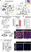 PDGFB expression in human lungs is EC specific, stretch induced, and stimul