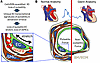 Model for stretch-induced EC secretion of PDGFB stimulating smooth muscle v