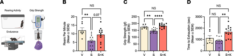 Ketone ester co-administration with semaglutide treatment prevents funct...