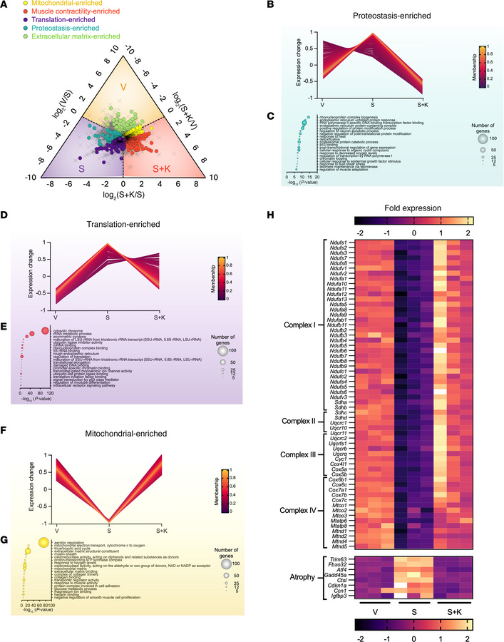 Ketone ester co-therapy prevents semaglutide-induced transcriptomic shif...