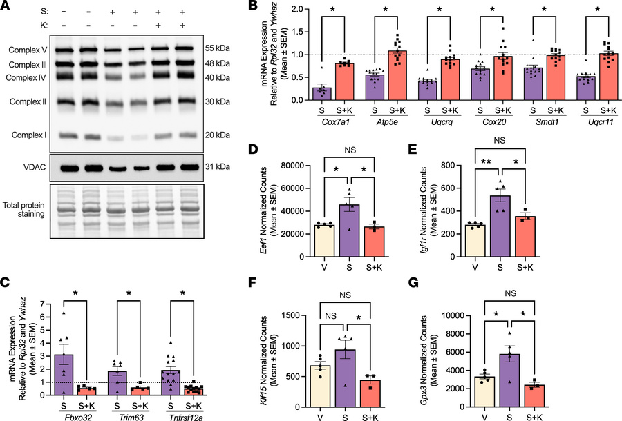 Ketone ester supplementation prevents mitochondrial OXPHOS complex prote...