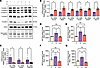 Ketone ester supplementation prevents mitochondrial OXPHOS complex protein