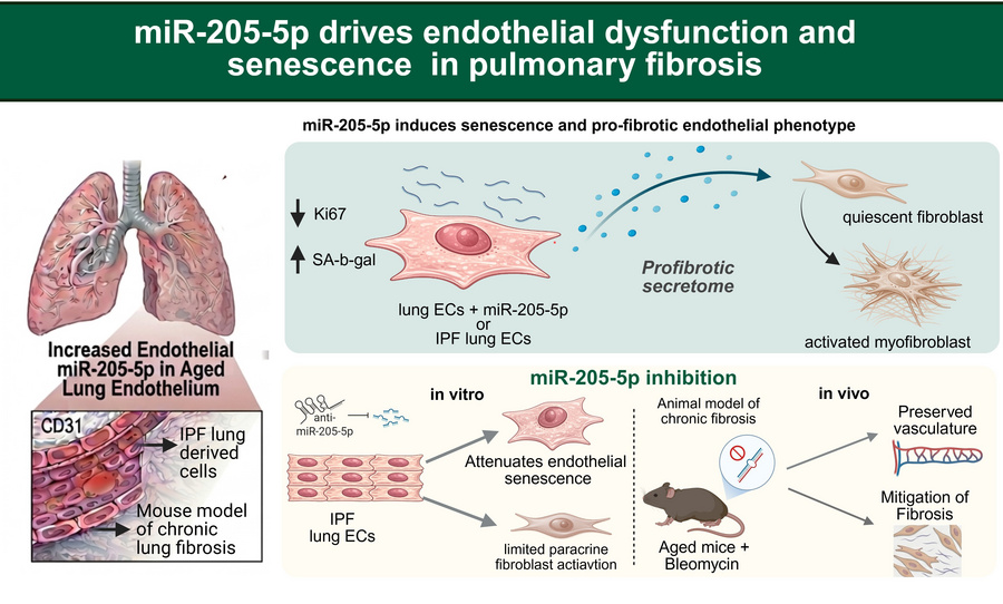 graphical abstract