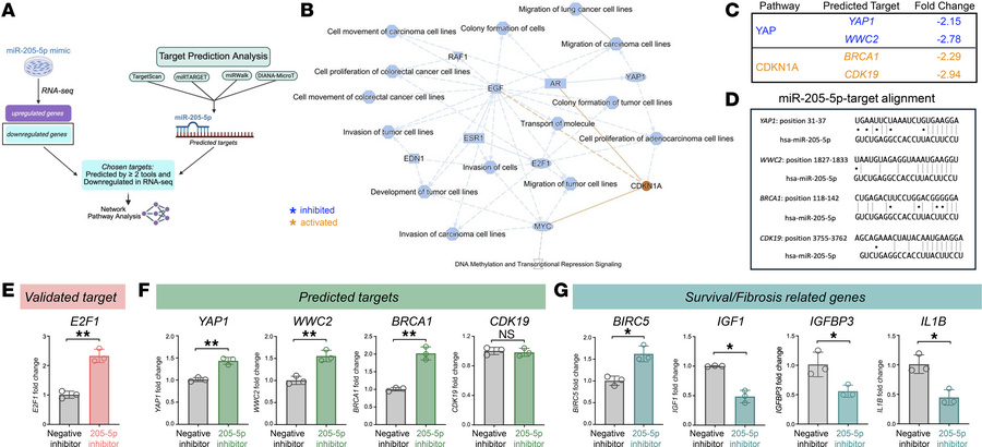 miR-205-5p affects endothelial function potentially by targeting the YAP...