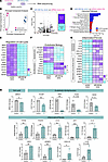 Lung endothelial miR-205-5p controls gene programs implicated in endothelia