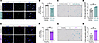 miR-205-5p induces senescence in lung ECs, mirroring cultured IPF lung ECs.