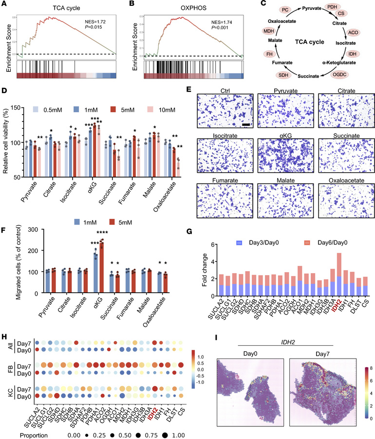 αKG is essential for cutaneous wound repair.
(A and B) GSEA of gene sets...