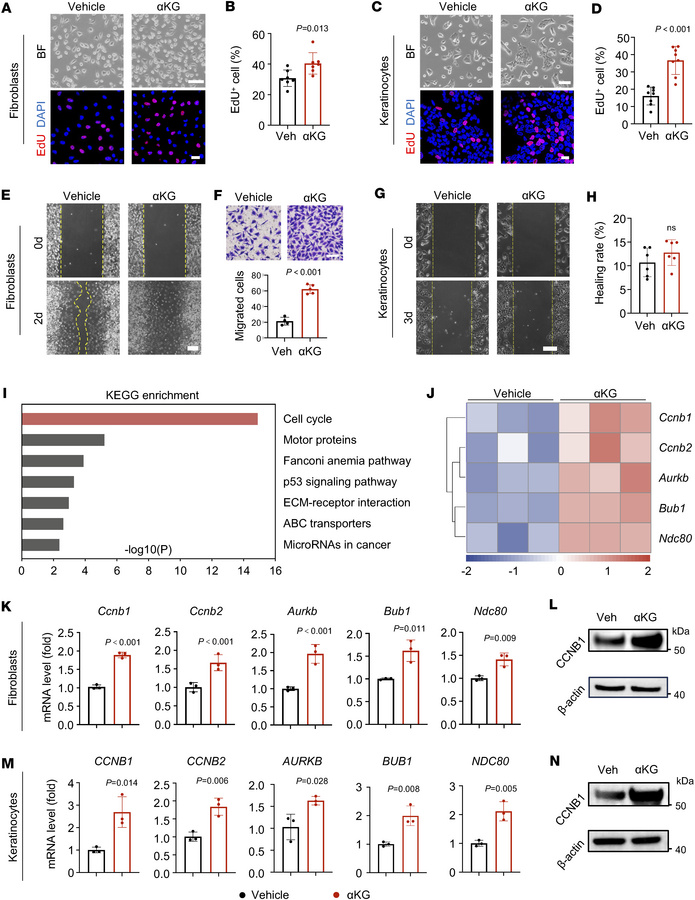 αKG accelerates cell proliferation via the cell cycle pathway.
(A) Repre...