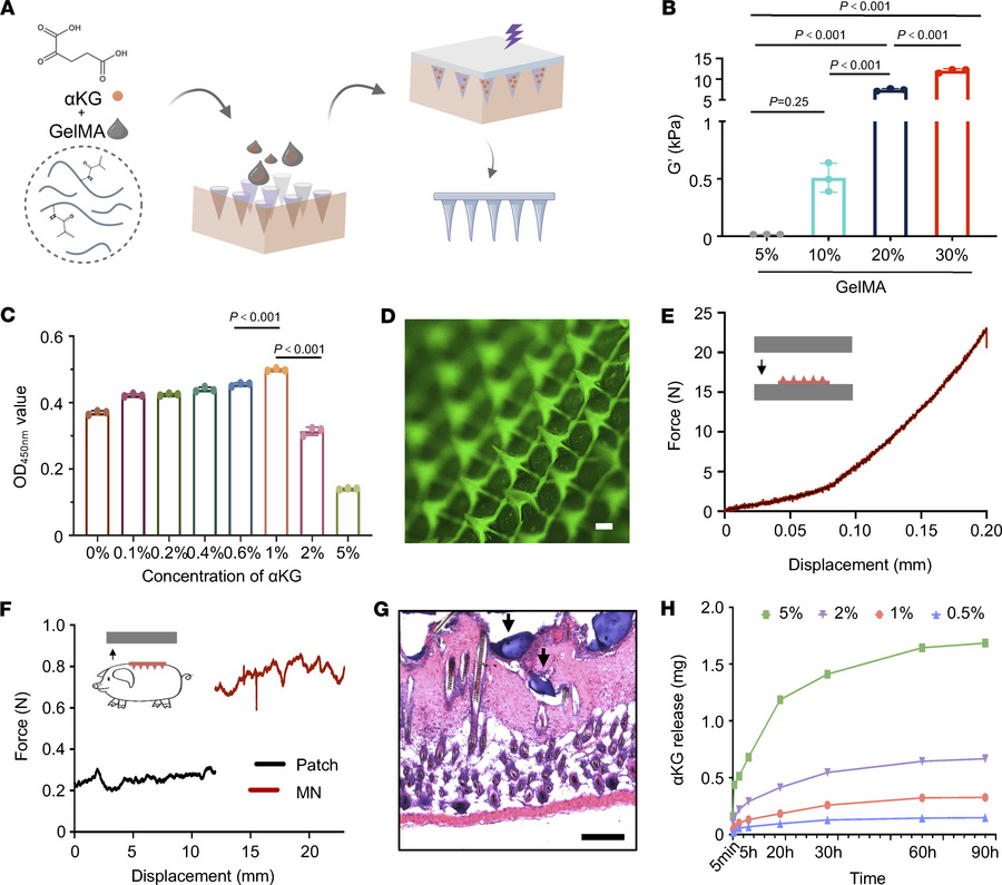 Preparation and characterization of αKG-MN.
(A) Schematic illustration o...