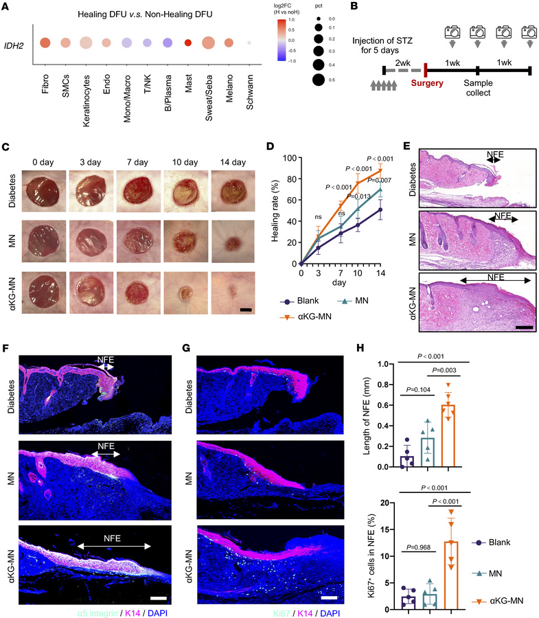 αKG-MN rescues impaired healing in diabetic wounds.
(A) scRNA-seq analys...