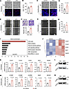 αKG accelerates cell proliferation via the cell cycle pathway.