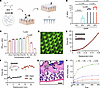 Preparation and characterization of αKG-MN.