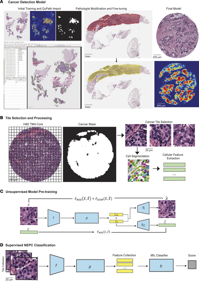 The workflow of the proposed NEURAL-PC model.
(A) Following initial trai...