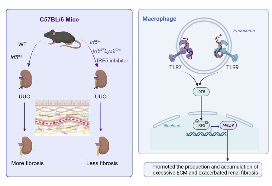 graphical abstract