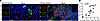 IRF5 localizes in macrophages and is associated with renal fibrosis.