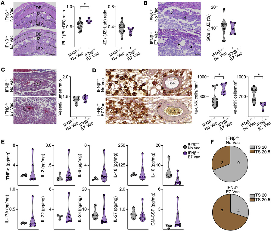 VSV-EBOV vaccination does not increase placental proinflammatory cytokin...