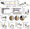 Blockade of type I IFN signaling in vaccinated pregnant dams increases vira