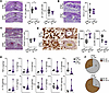 VSV-EBOV vaccination does not increase placental proinflammatory cytokine l