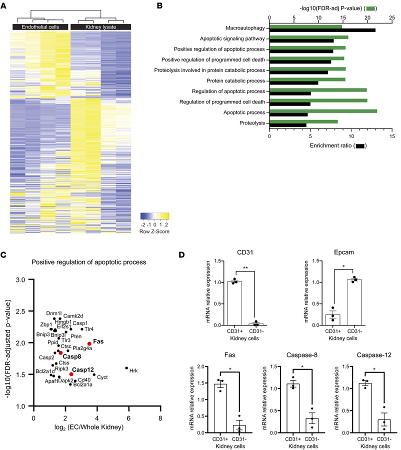 Renal endothelial cells exhibit a unique mRNA expression profile related...