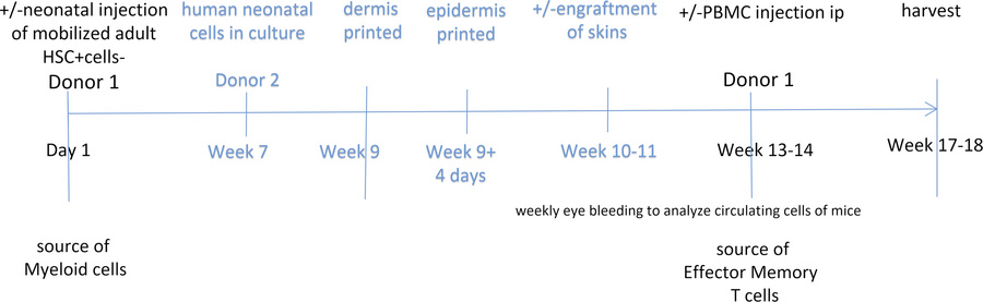Experimental approach.
Timelines of human HSC inoculation, 3D-printed sk...