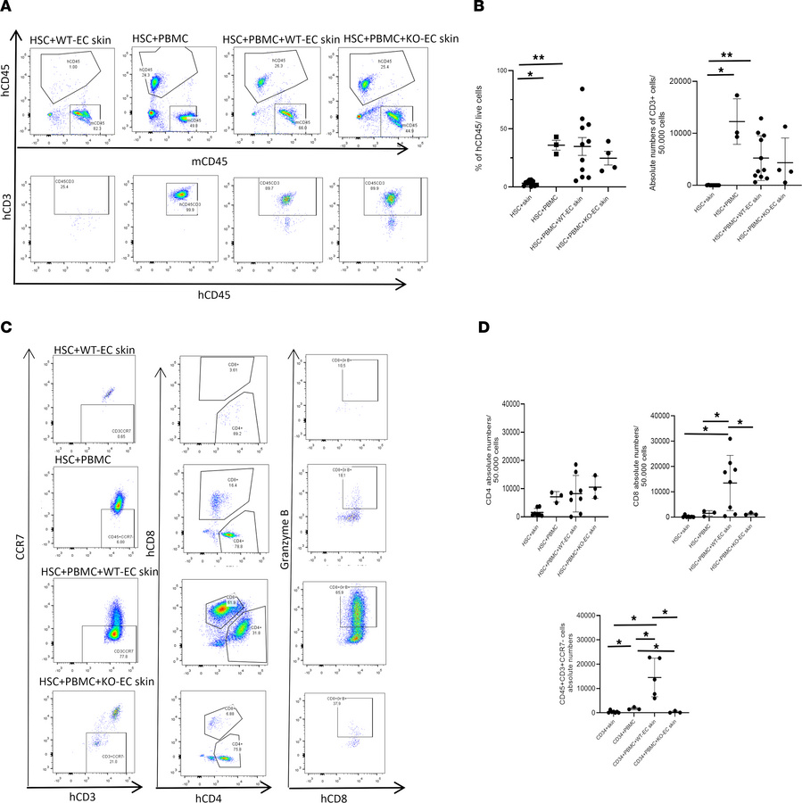 Circulating human cells in skin-grafted MISTRG6 mice.
(A) Representative...
