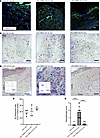 Vitality, vascularization, and rejection assessment of 3D-printed skin graf