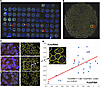 Positive correlation between FISH-based chromosome Y score (YchrFISH) and b