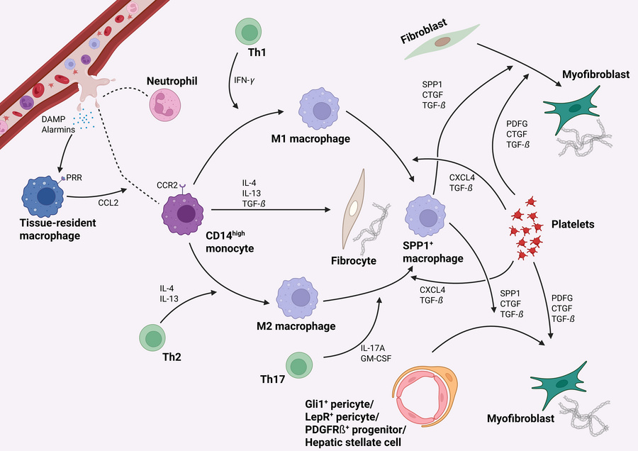 Immune cell–stromal interactions in solid organs drive fibrotic remodeli...