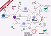 Immune cell–stromal interactions in solid organs drive fibrotic remodeling