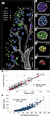 Lobular distribution of islets.