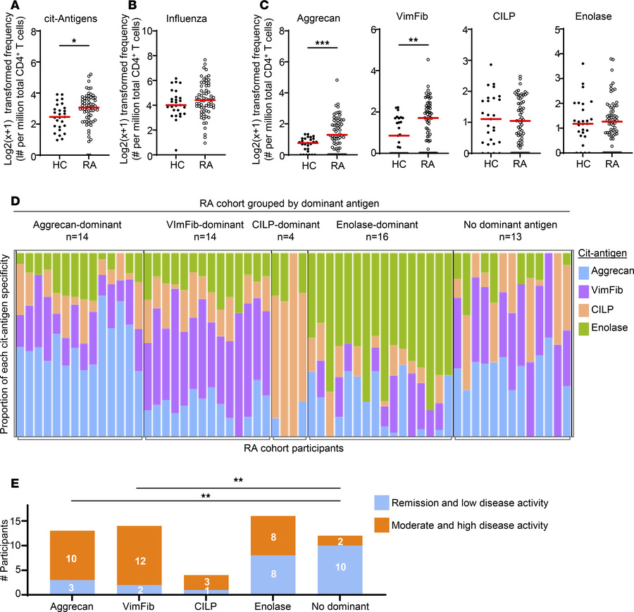 Cit-specific CD4+ T cells are increased in RA and exhibit antigenic focu...