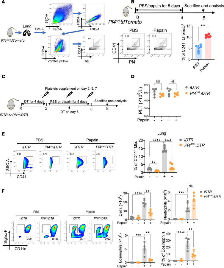 Mks participate in allergic airway inflammation.
(A) The flow cytometric...