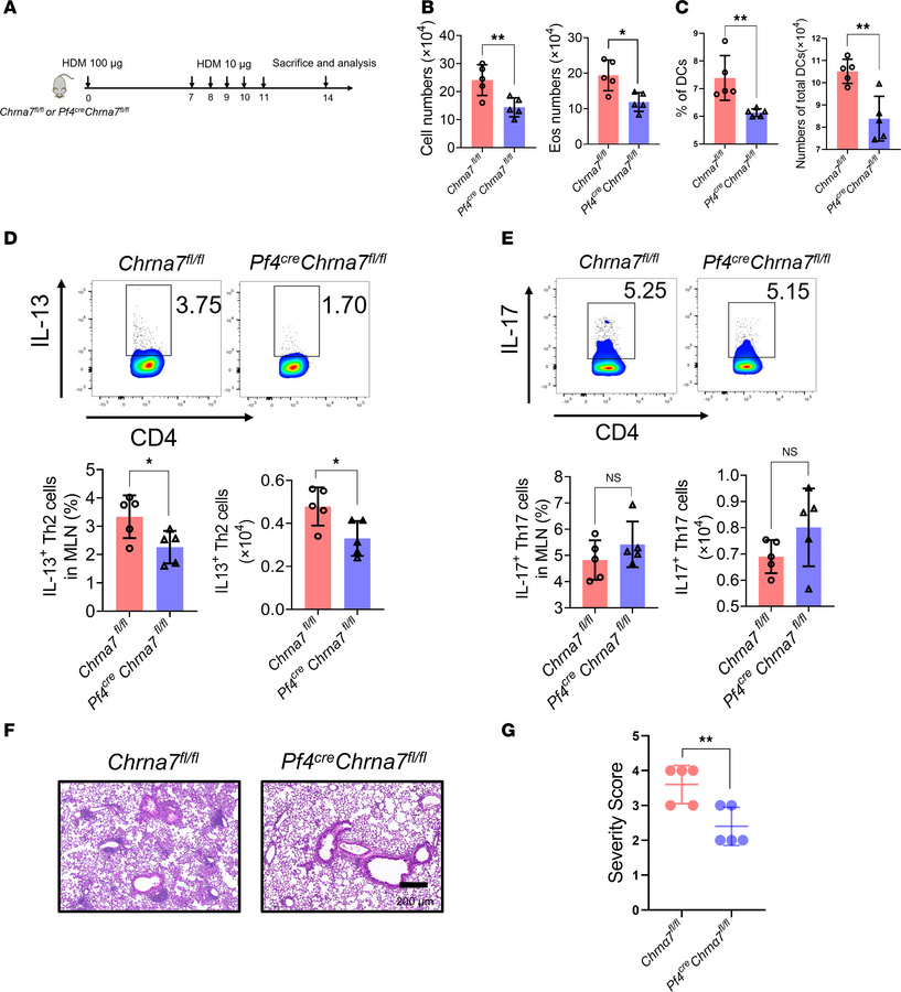 Deletion of α7 nAChR on Mks alleviates HDM-induced type 2 airway inflamm...
