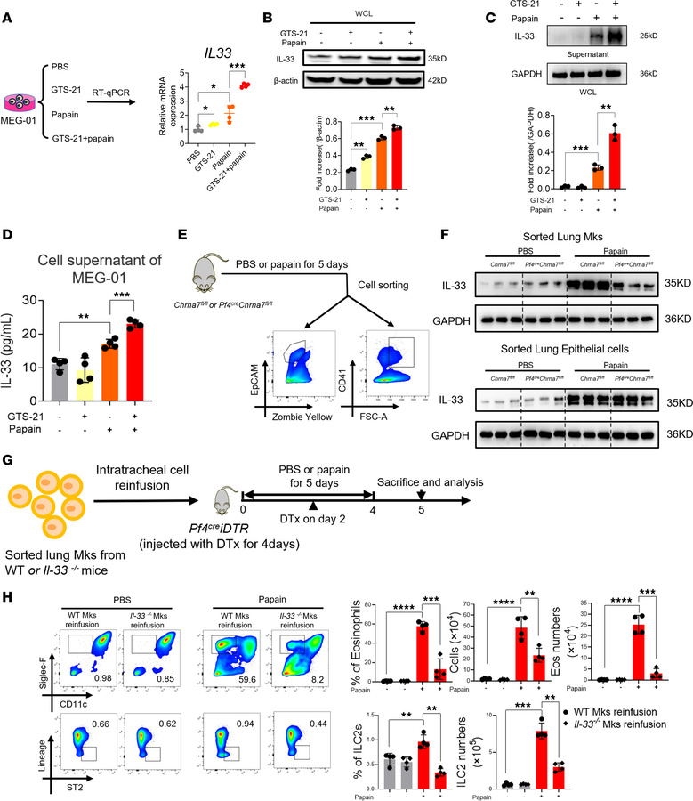 Activation of α7 nAChR on lung Mks aggravates airway inflammation via IL...