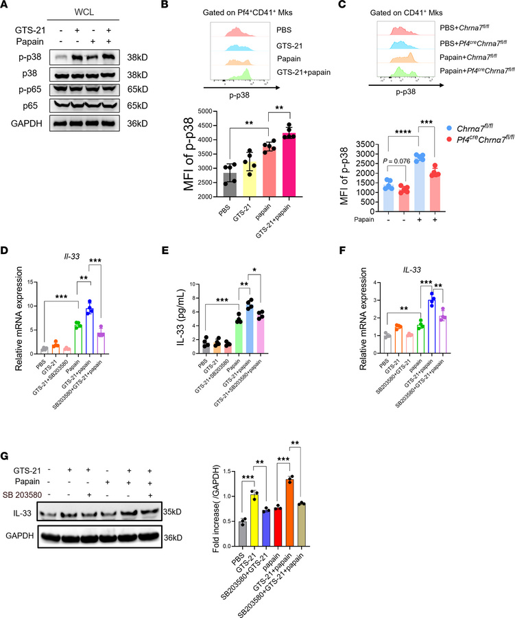 Activation of α7 nAChR promotes Mk IL-33 expression and release through ...