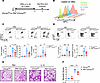 Deletion of α7 nAChR on Mks attenuates IL-33–induced airway inflammation.