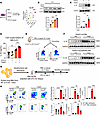Activation of α7 nAChR on lung Mks aggravates airway inflammation via IL-33