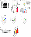 Activation of α7 nAChR promotes Mk IL-33 expression and release through p38