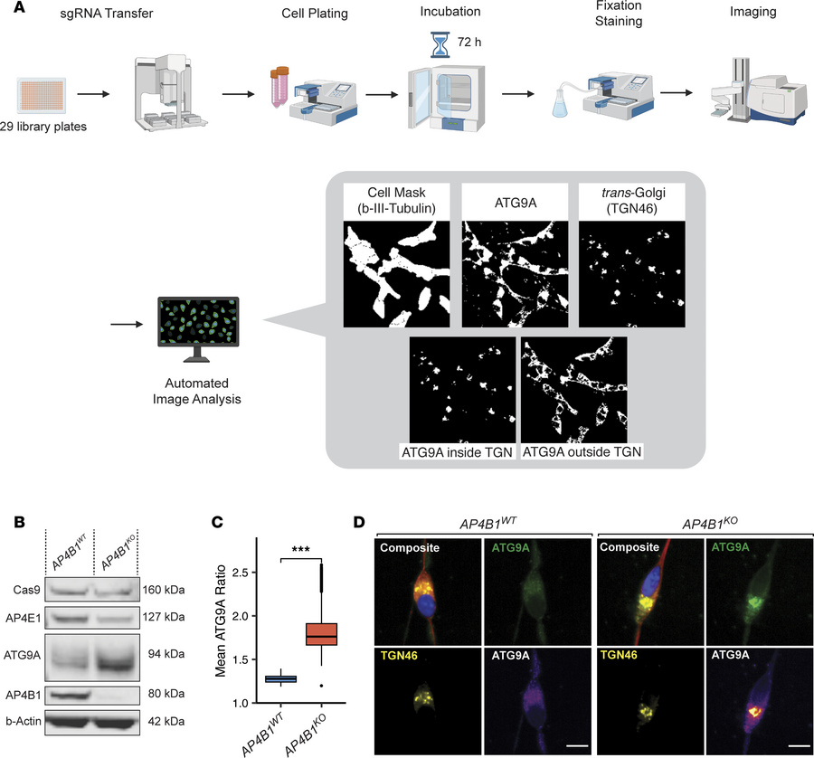 Establishment of a high-content CRISPR/Cas9 loss-of-function screening p...