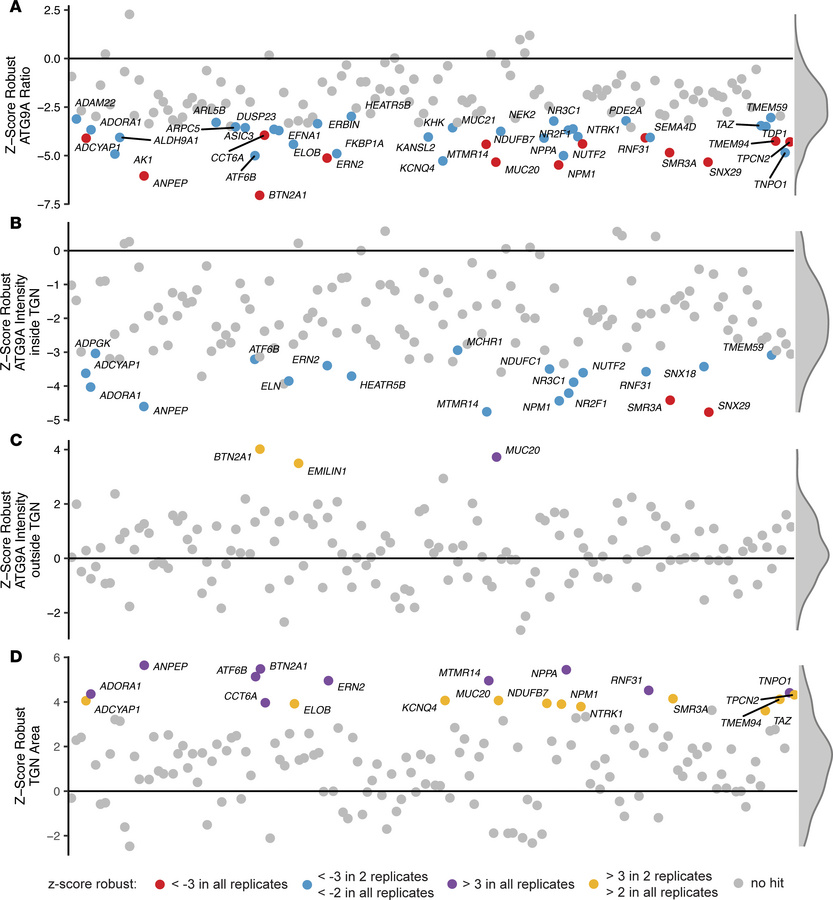 Secondary screen validates modulators of ATG9A trafficking.
(A) Results ...