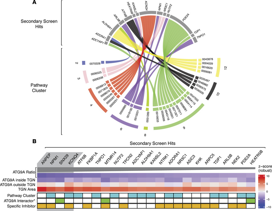Selection of relevant genes for follow-up.
(A) Secondary screen hits mat...